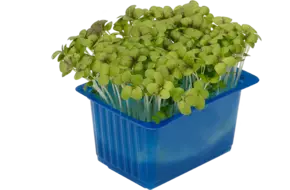 Mosterd cress single